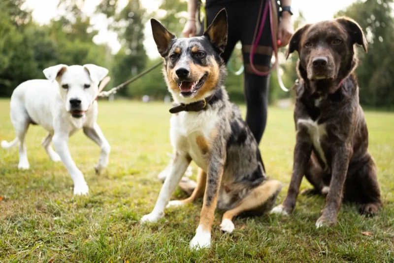 Drei Hunde im Gruppentraining an der Leine