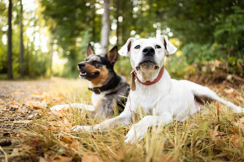 Zwei entspannt liegende Hunde auf einem herbstlichen Waldweg