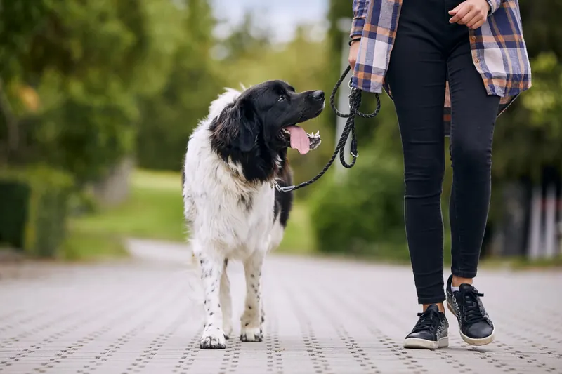 Hund läuft entspannt an lockerer Leine neben seiner Halterin