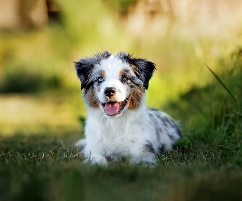 Welpe im Welpenkurs der Hundeschule Julia Fuchs